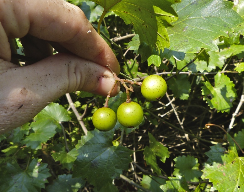 Muscadinia rotundifolia — fruit photograph