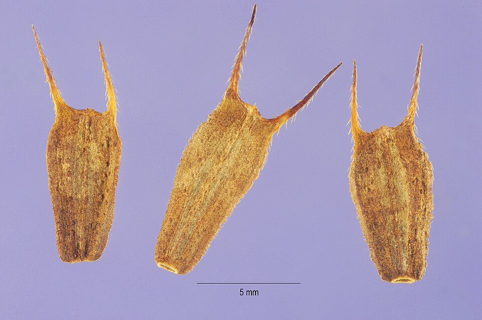 Bidens vulgata — fruit photograph