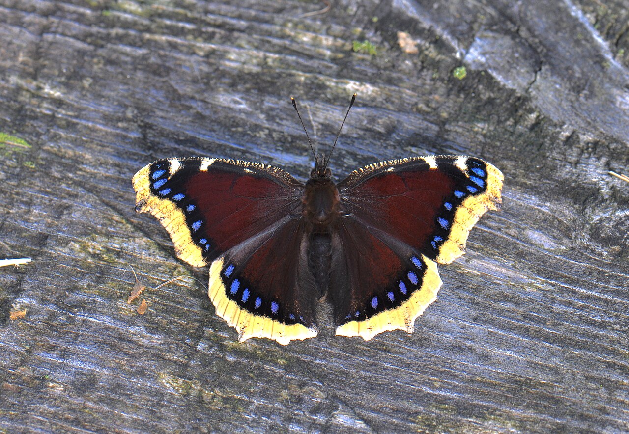 Mourning Cloak