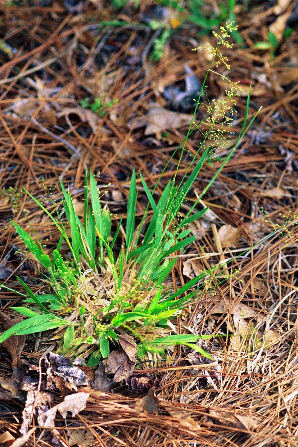 Dichanthelium laxiflorum — whole photograph