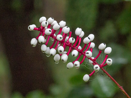 Actaea pachypoda — whole plant photograph