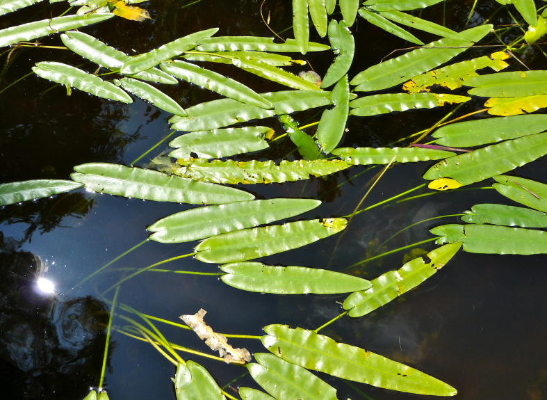Nuphar sagittifolia — leaf photograph