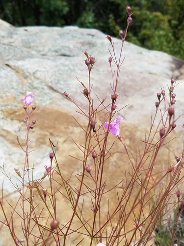 Agalinis plukenetii — whole plant photograph