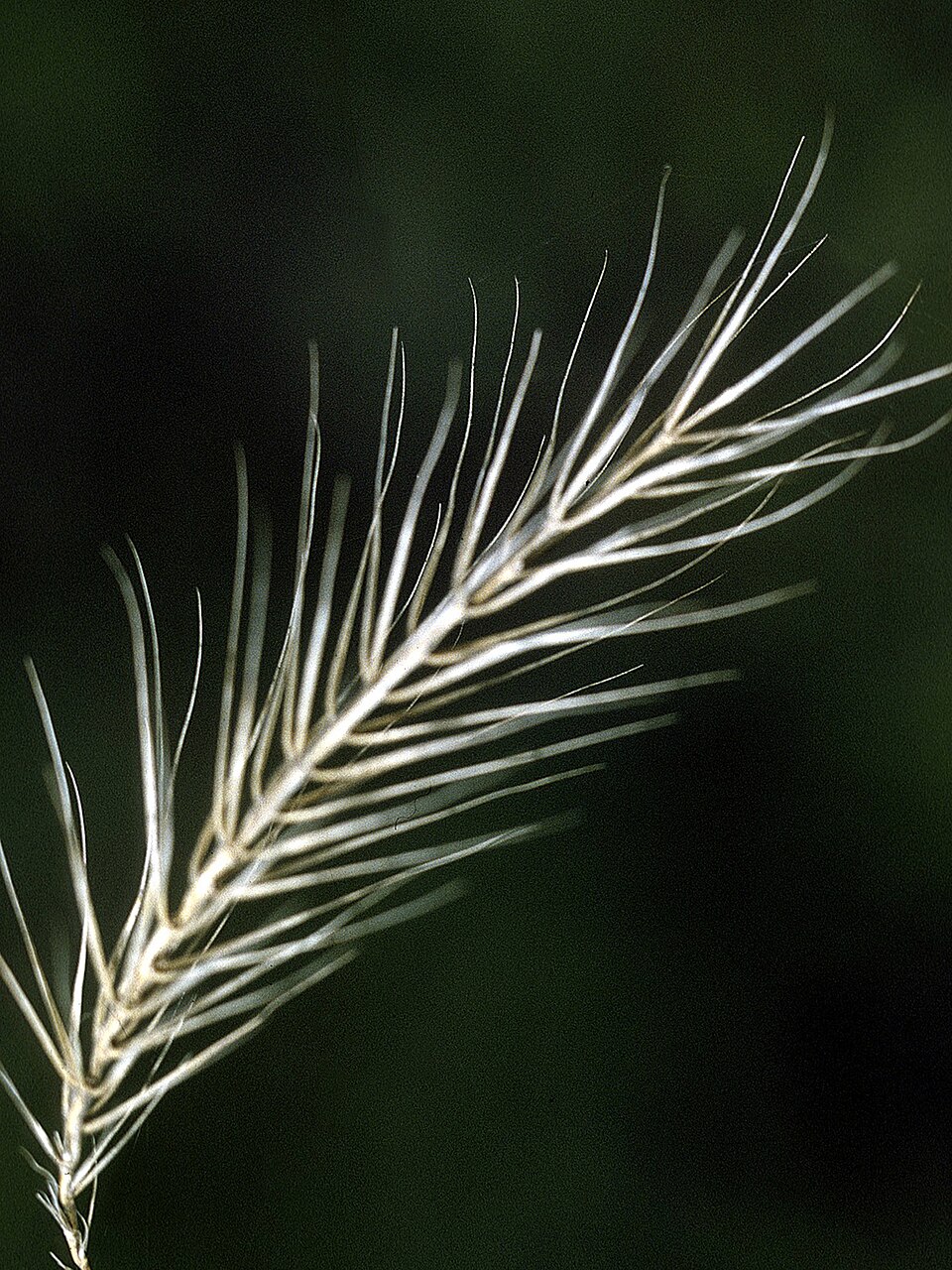 Elymus riparius — fruit photograph
