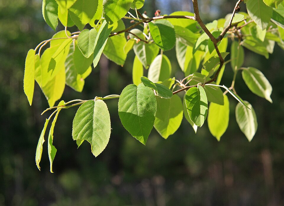 Amelanchier arborea — foliage photograph