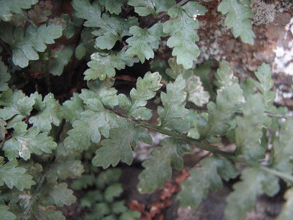 Asplenium bradleyi — leaf photograph