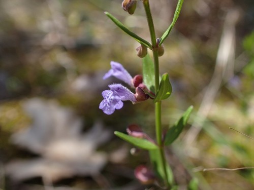 Scutellaria parvula — flower photograph