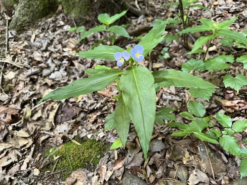 Commelina virginica — flower photograph