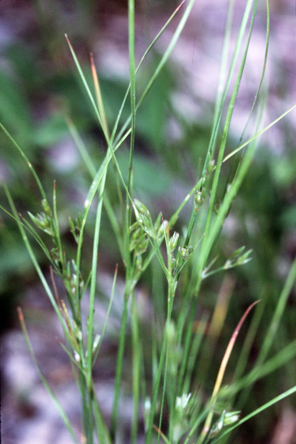 Juncus anthelatus — fruit photograph