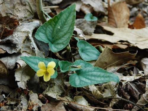 Viola hastata — flower photograph