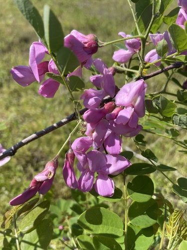 Robinia hispida var. rosea photograph