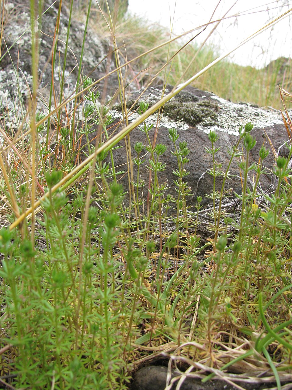 Galium divaricatum — whole photograph