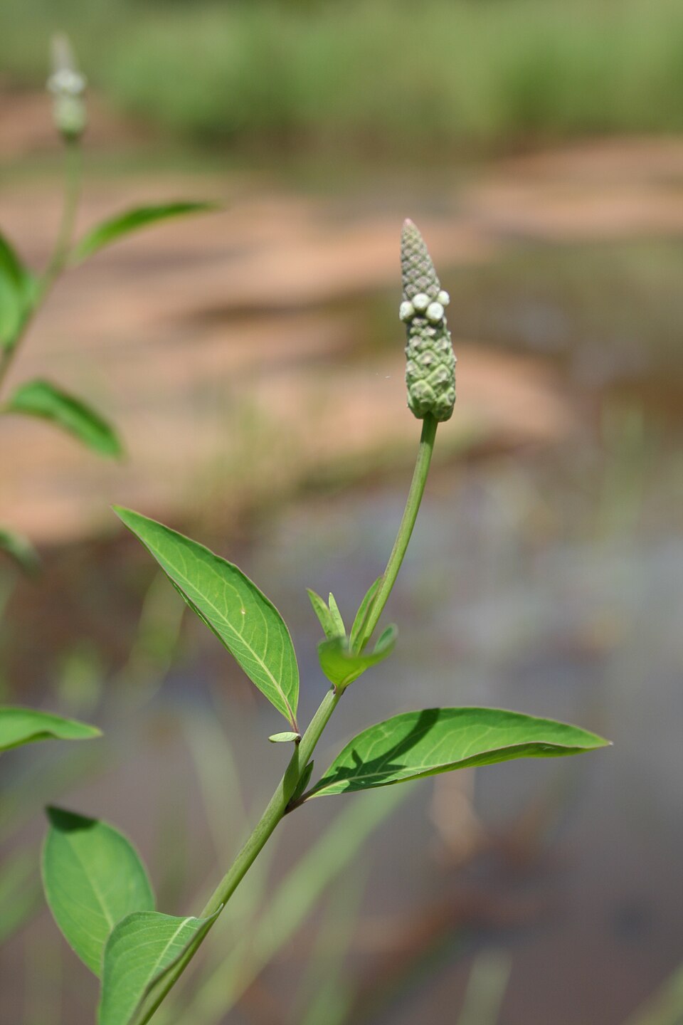 Sphenoclea zeylanica — flower photograph