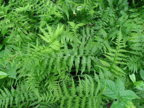 Coryphopteris simulata — foliage photograph