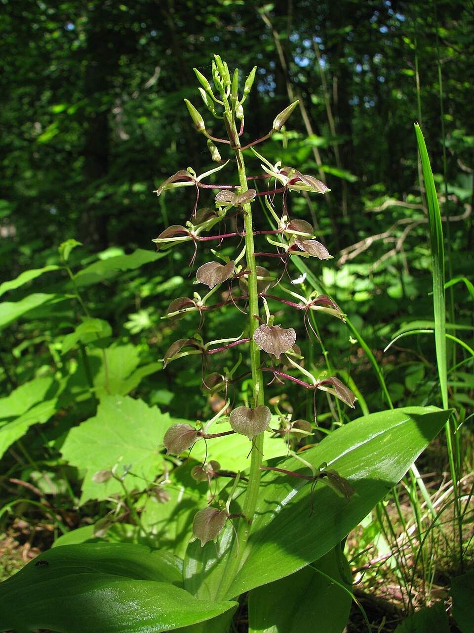 Liparis liliifolia — bloom photograph