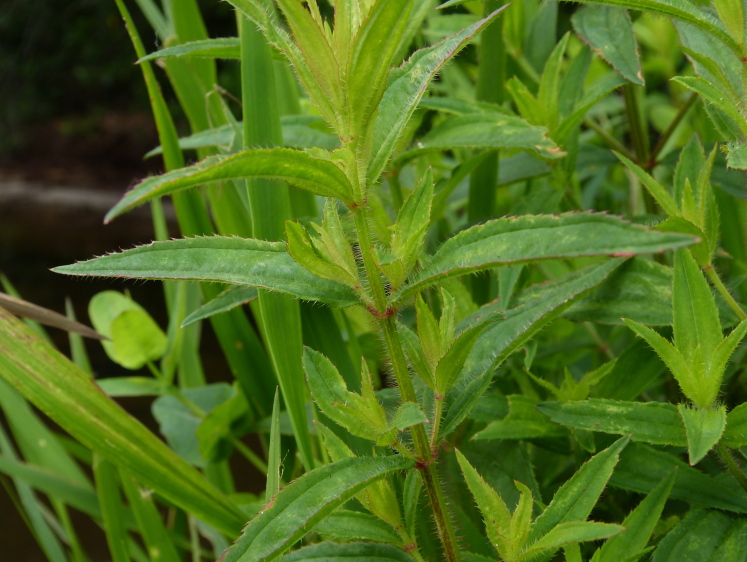 Rhexia nashii — leaf photograph