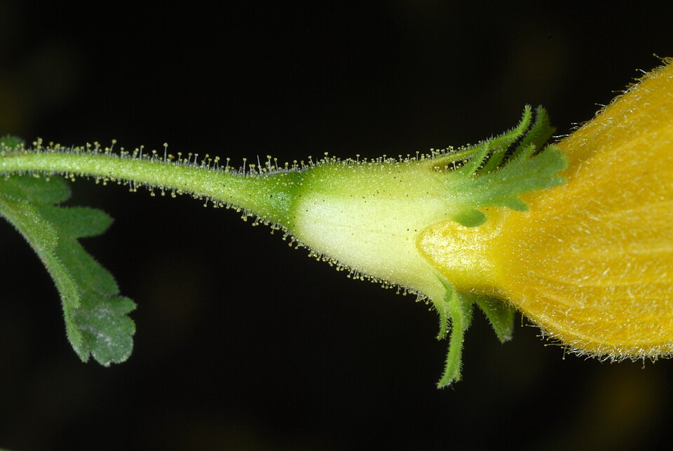 Aureolaria pedicularia — bloom photograph