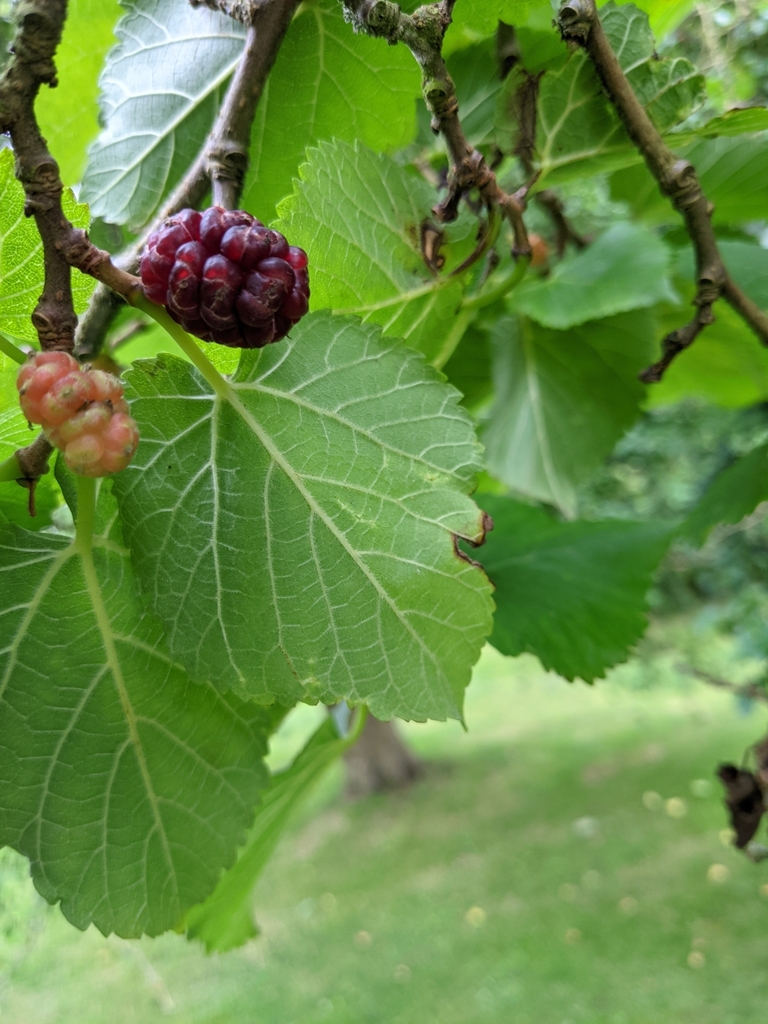 Morus nigra — fruit photograph