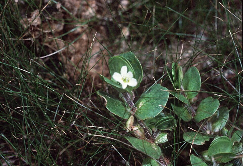 Bacopa rotundifolia — bloom photograph