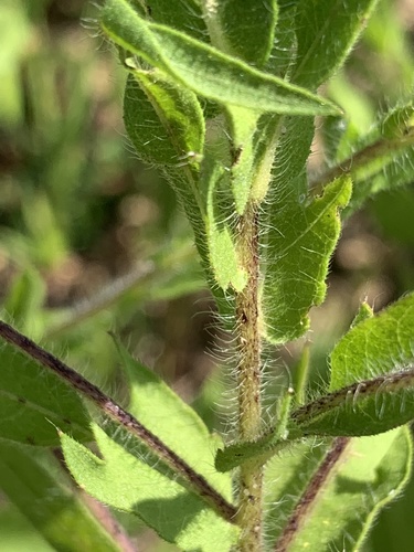 Ambrosia bidentata photograph