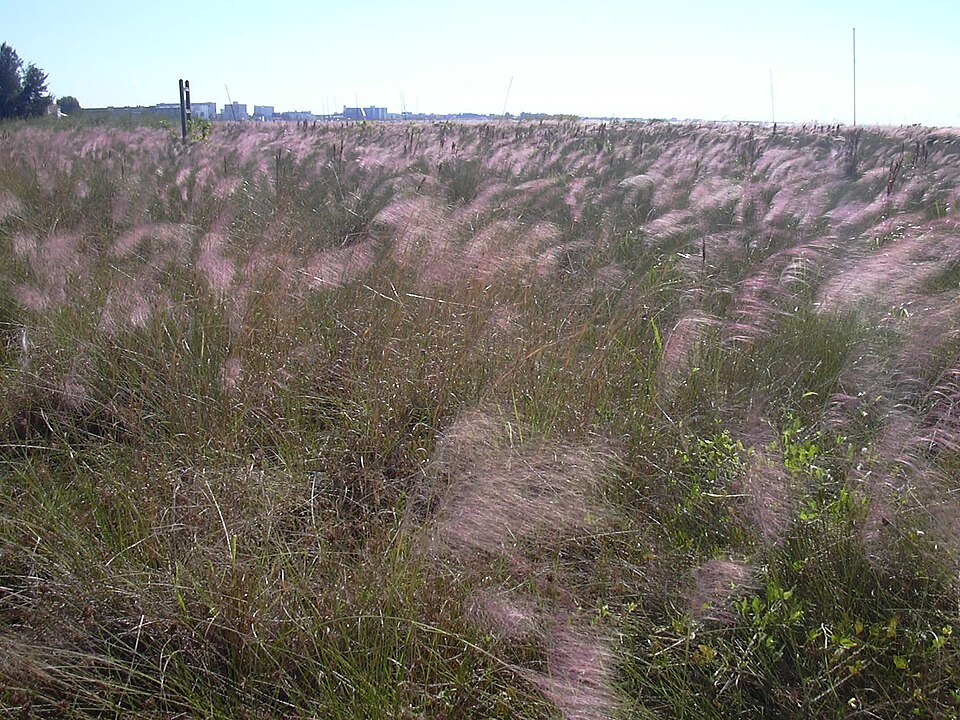 Muhlenbergia sericea — whole photograph