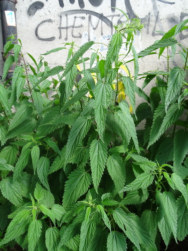 Urtica dioica — foliage photograph