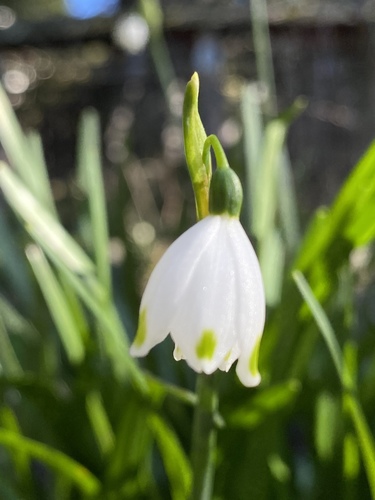 Leucojum aestivum — flower photograph