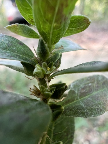 Polygonum erectum — whole photograph