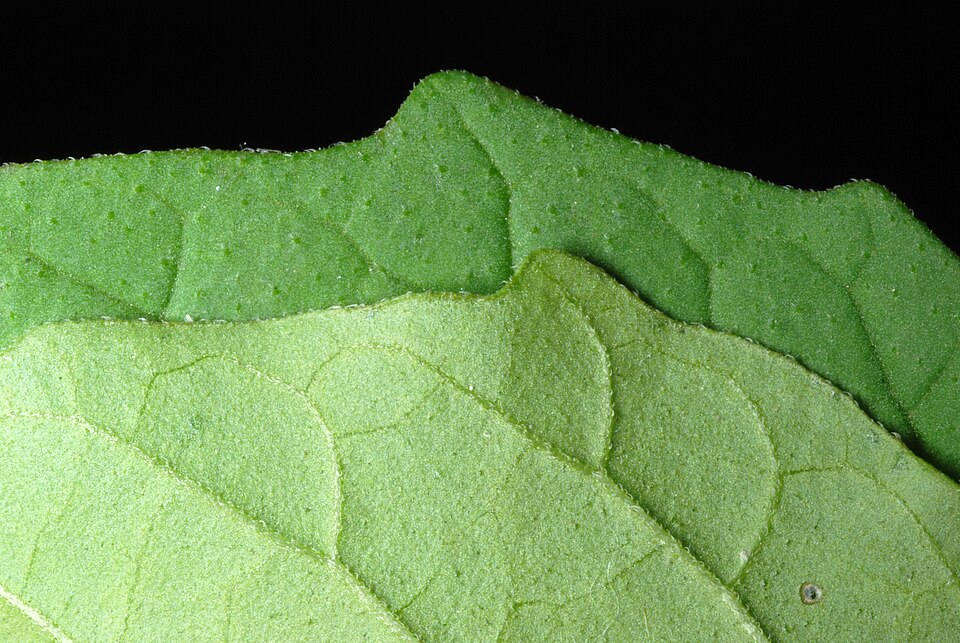 Solanum emulans — leaf photograph