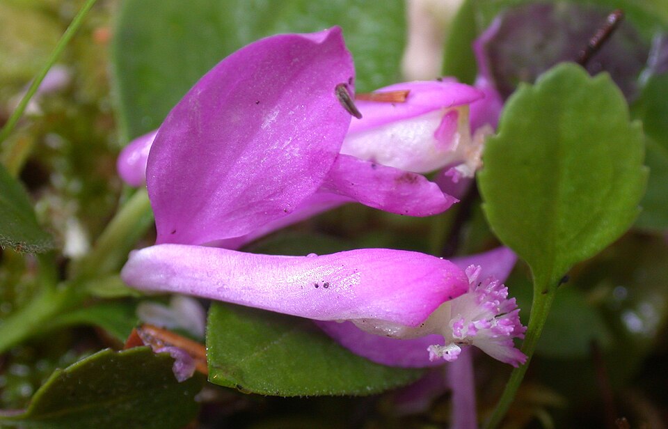 Polygaloides paucifolia — bloom photograph