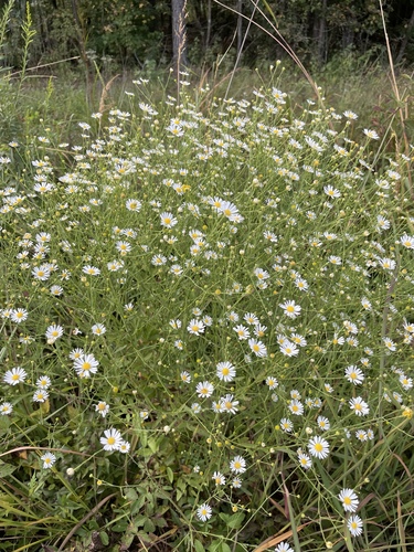 Boltonia diffusa — whole plant photograph