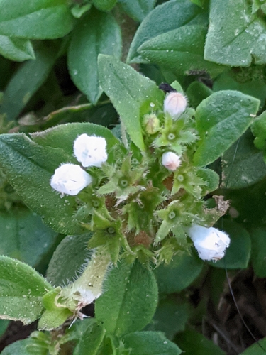 Richardia brasiliensis — flower photograph