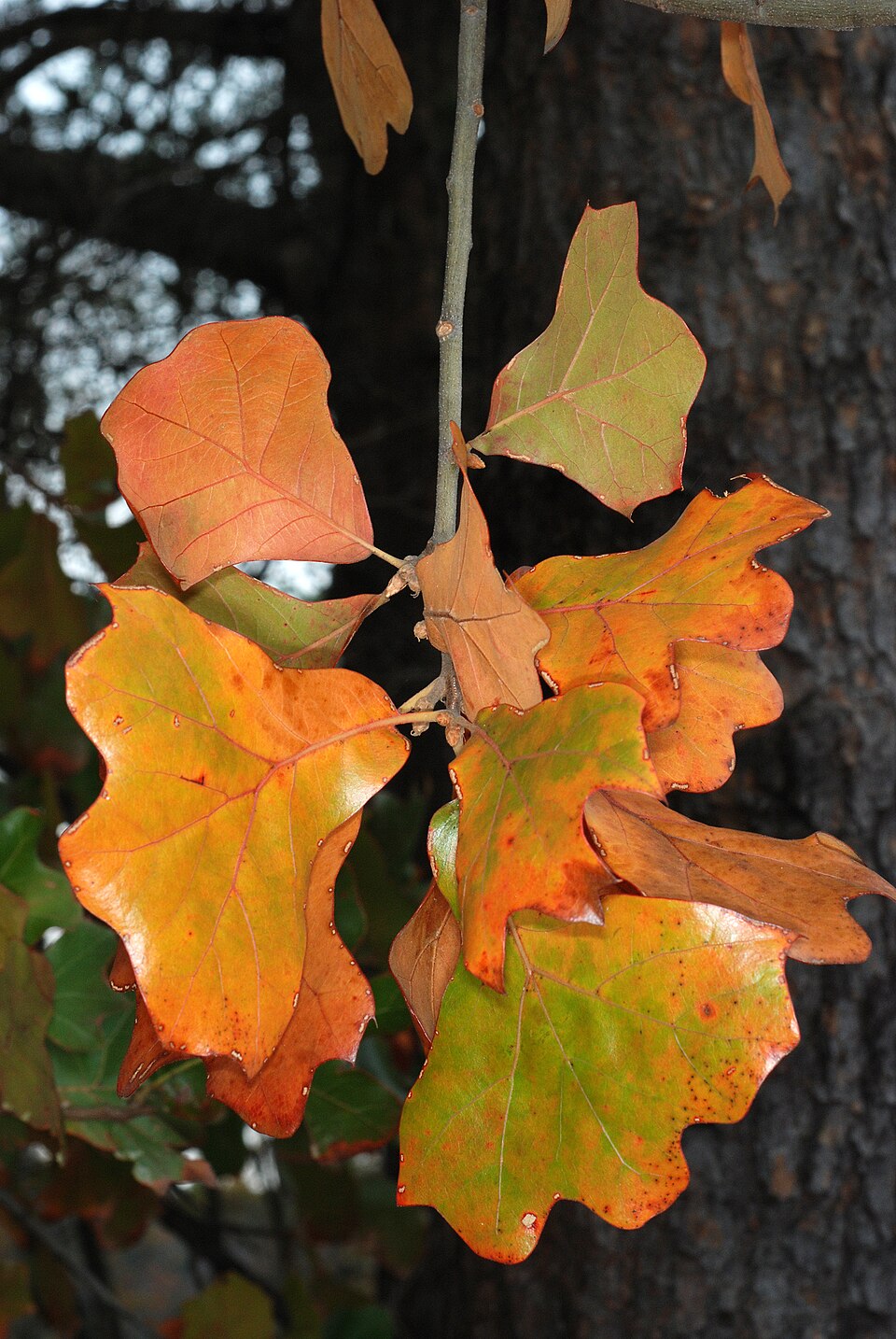 Quercus marilandica — foliage photograph