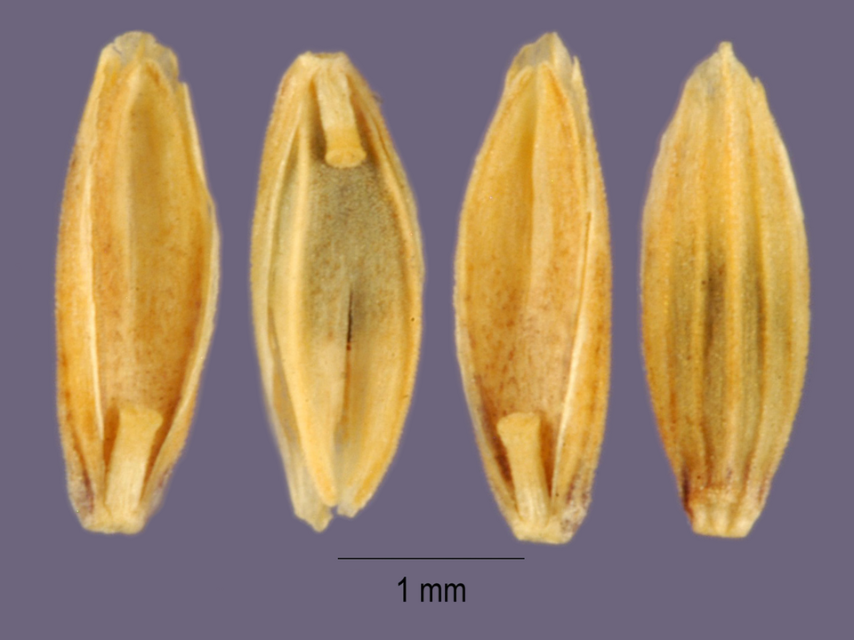 Glyceria grandis — fruit photograph