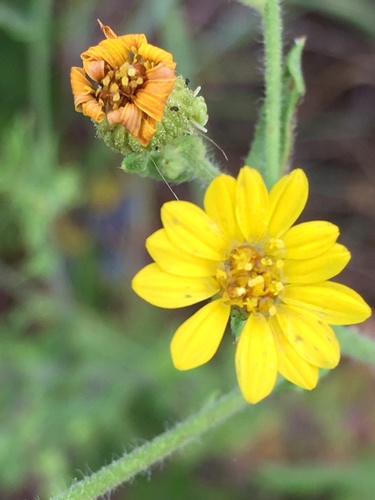 Heterotheca subaxillaris — flower photograph