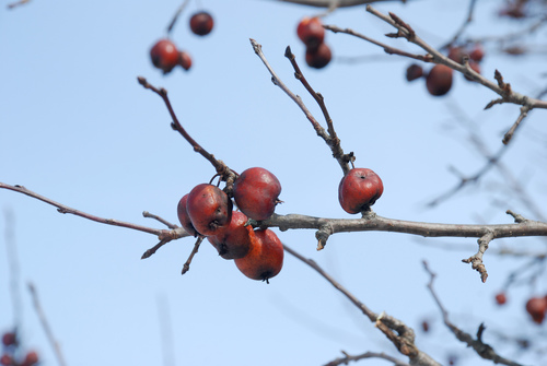 Malus prunifolia — fruit photograph