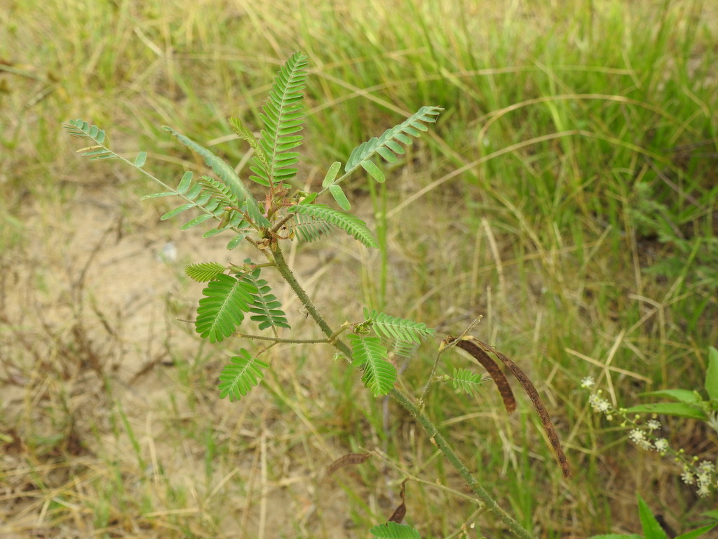 Aeschynomene rudis — fruit photograph