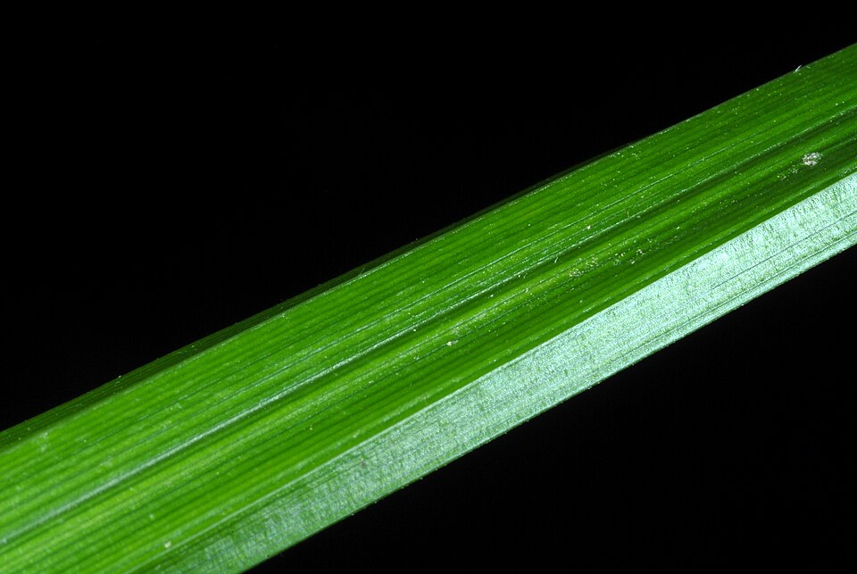 Carex davisii — leaf photograph