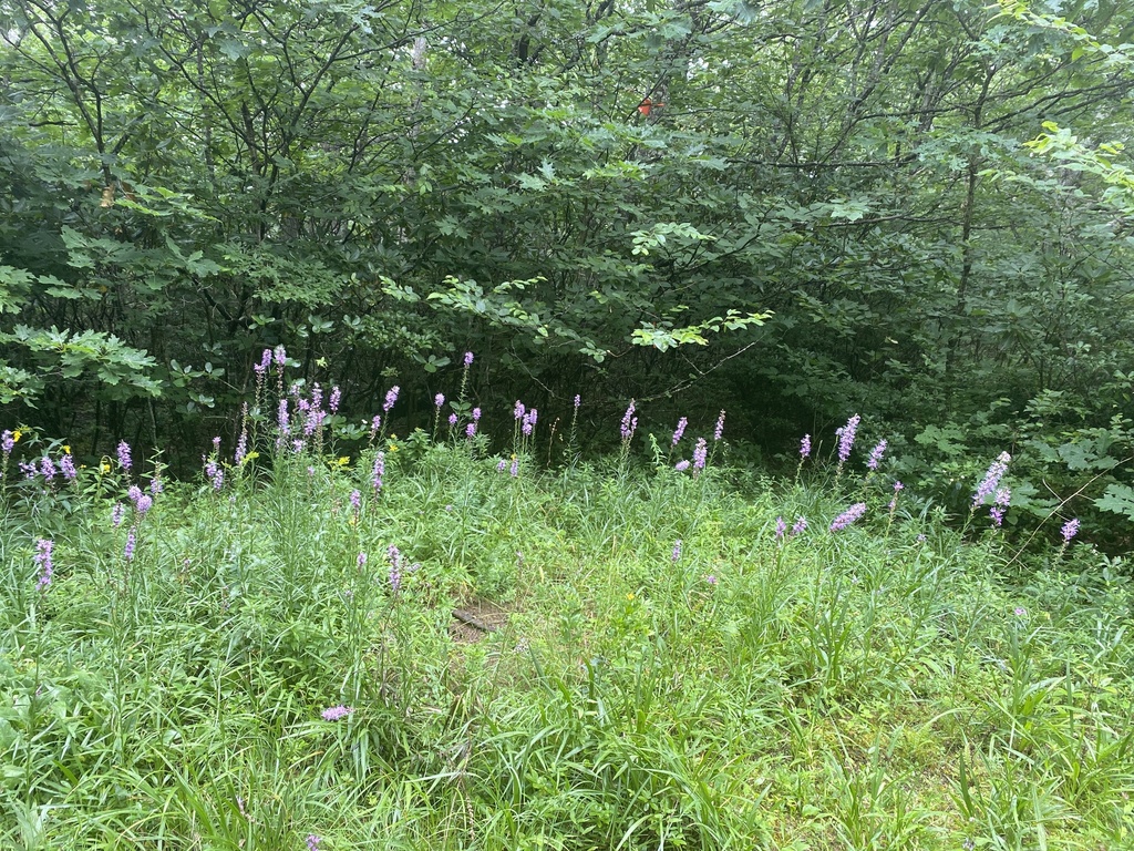 Liatris spicata var. spicata — whole photograph