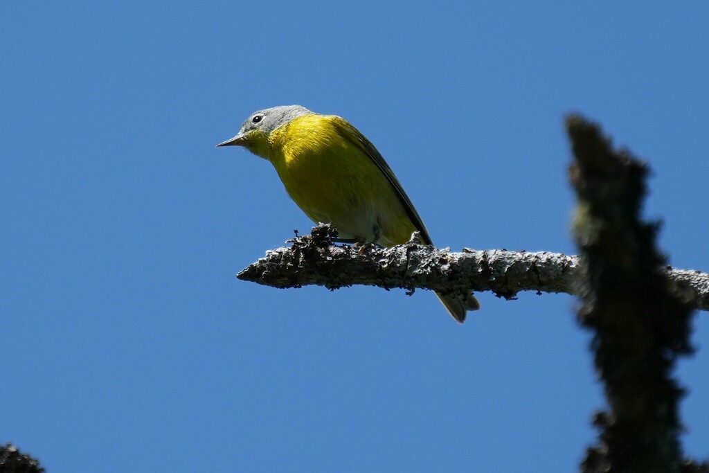 Male Nashville Warbler, whole bird