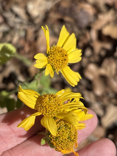 Verbesina encelioides — flower photograph