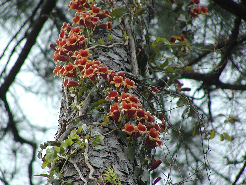 Bignonia capreolata — bloom photograph