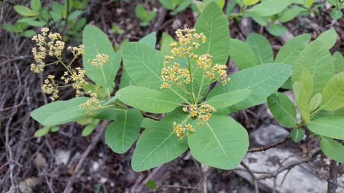 Cotinus obovatus — flower photograph