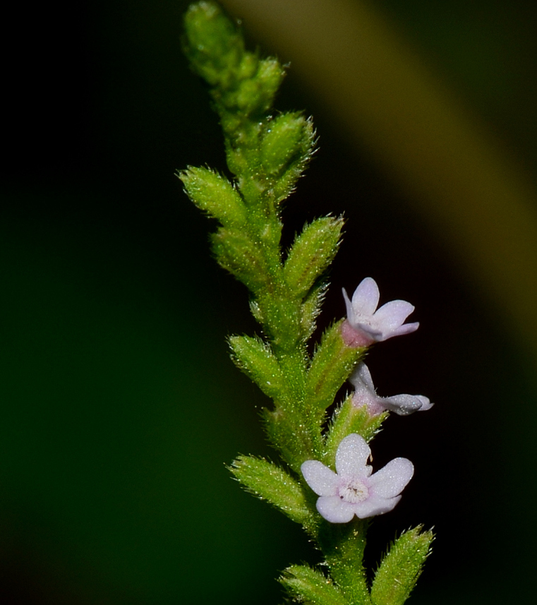 Verbena scabra — bloom photograph