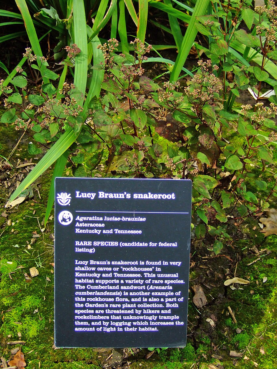Ageratina luciae-brauniae — whole photograph