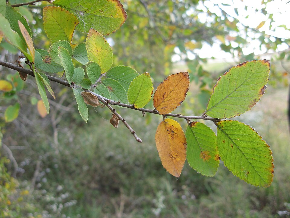 Ulmus crassifolia — leaf photograph