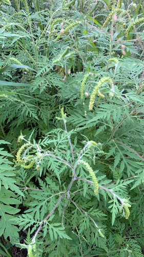 Ambrosia artemisiifolia — foliage photograph