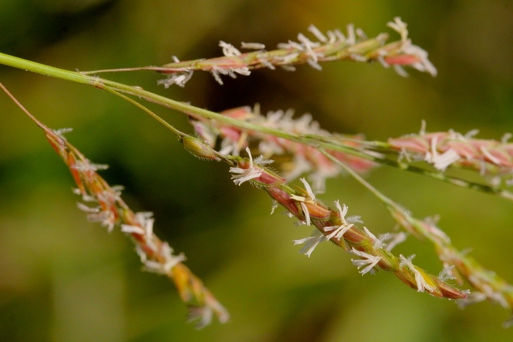 Leersia hexandra — bloom photograph