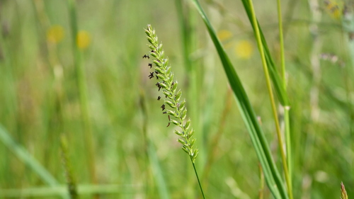 Cynosurus cristatus — flower photograph