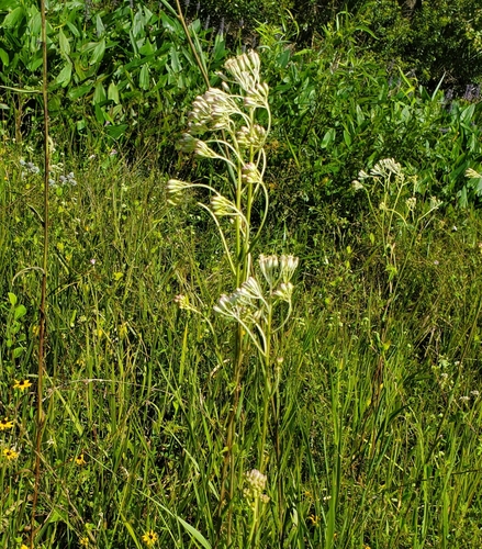 Arnoglossum ovatum — whole photograph